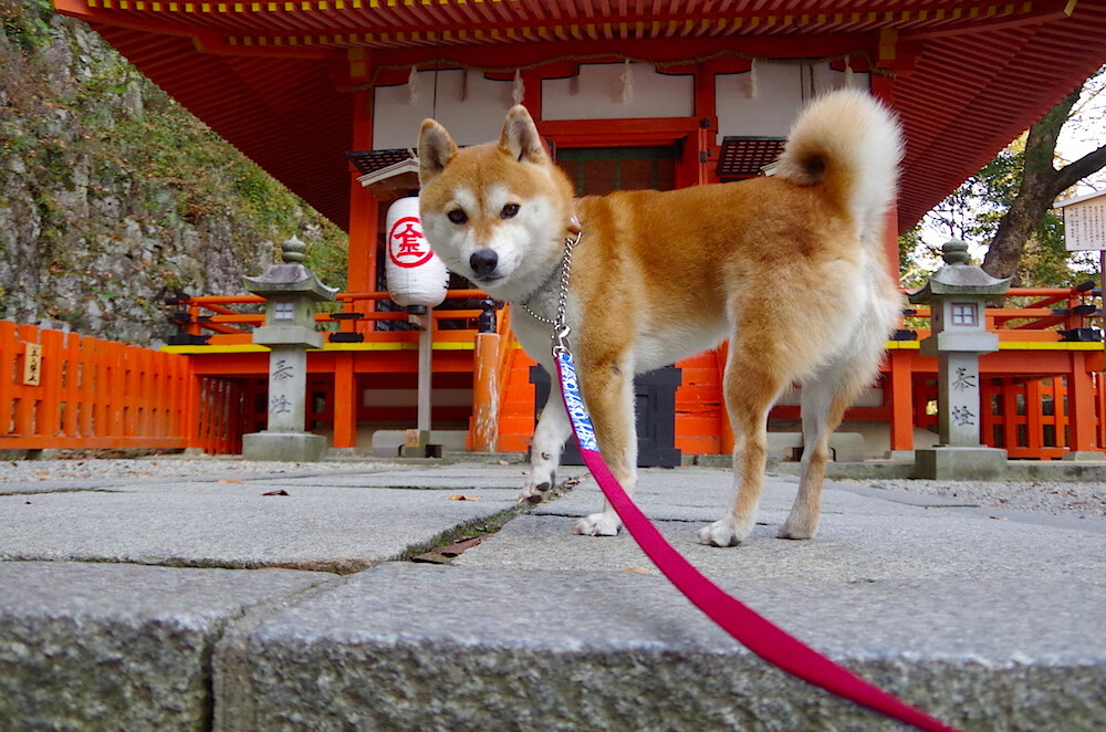 皮克一锤定音，瑞士铁壁连续得分压制黄色潜水艇